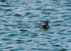 Tachybaptus dominicus