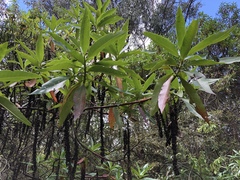 Escallonia pendula