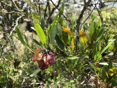 Dodonaea viscosa