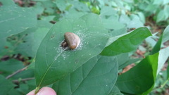 Mastophora phrynosoma