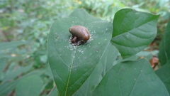 Mastophora phrynosoma