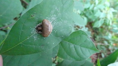 Mastophora phrynosoma