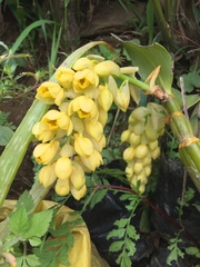 Dendrobium densiflorum