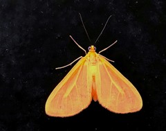 Eubaphe