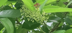 Smilax setosa