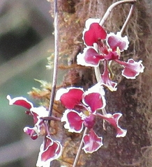 Cyrtochilum geniculatum