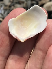 Semele rubropicta