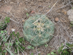 Coryphantha cornifera