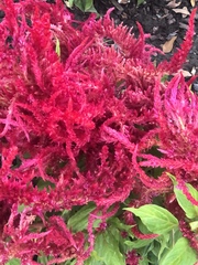 Celosia argentea plumosa