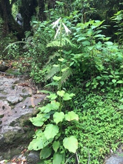 Cardiocrinum giganteum