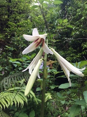 Cardiocrinum giganteum