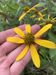 Rudbeckia laciniata