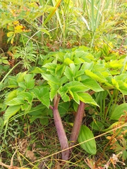 Angelica gmelinii