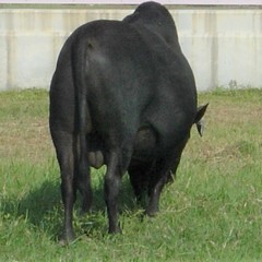 Bos