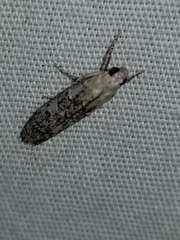 Dichomeris inversella
