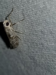 Dichomeris inversella