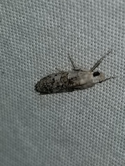 Dichomeris inversella