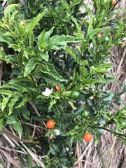 Solanum pseudocapsicum