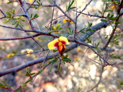 Dillwynia brunioides