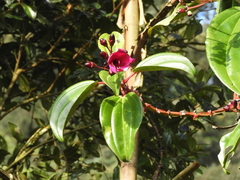Meriania nobilis