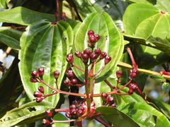 Meriania nobilis