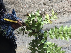 Berberis napaulensis