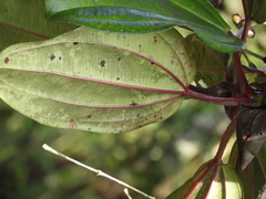 Meriania nobilis