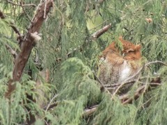 Megascops guatemalae