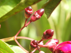 Meriania nobilis