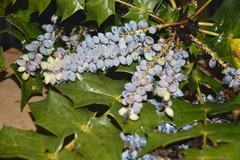 Berberis napaulensis