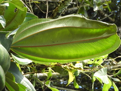 Meriania nobilis