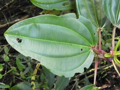 Meriania nobilis