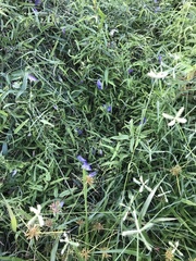 Delphinium consolida