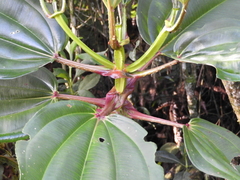 Meriania nobilis