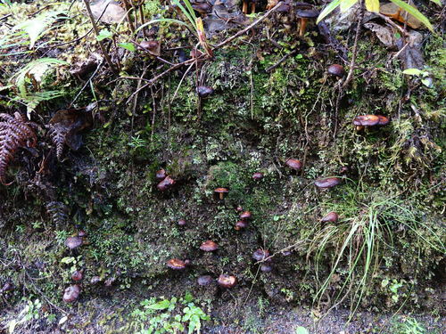 Hydnum crocidens var. badium image