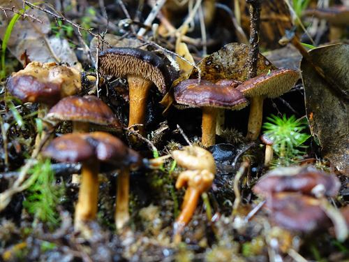 Hydnum crocidens var. badium image