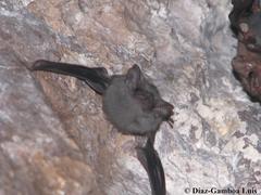 Balantiopteryx plicata