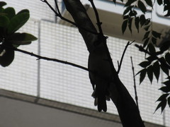 Pycnonotus sinensis formosae