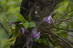 Dendrobium amoenum