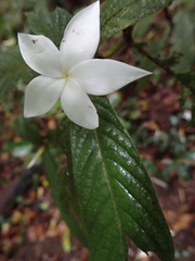 Atractocarpus hirtus