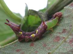 Wilemanus bidentatus