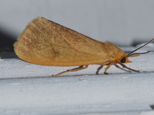 Tawny Virbia Moth photo 5