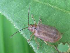 Galerucella grisescens