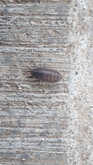 Porcellio laevis