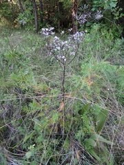 Arnoglossum plantagineum
