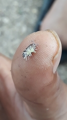 Porcellio laevis