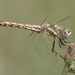 Variegated Meadowhawk - Photo (c) Cameron Eckert, some rights reserved (CC BY-NC), uploaded by Cameron Eckert