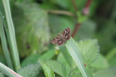 Piruna penaea