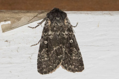 Eurois nigra