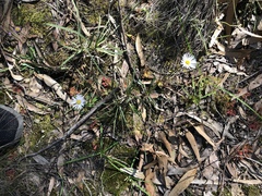 Allittia uliginosa
